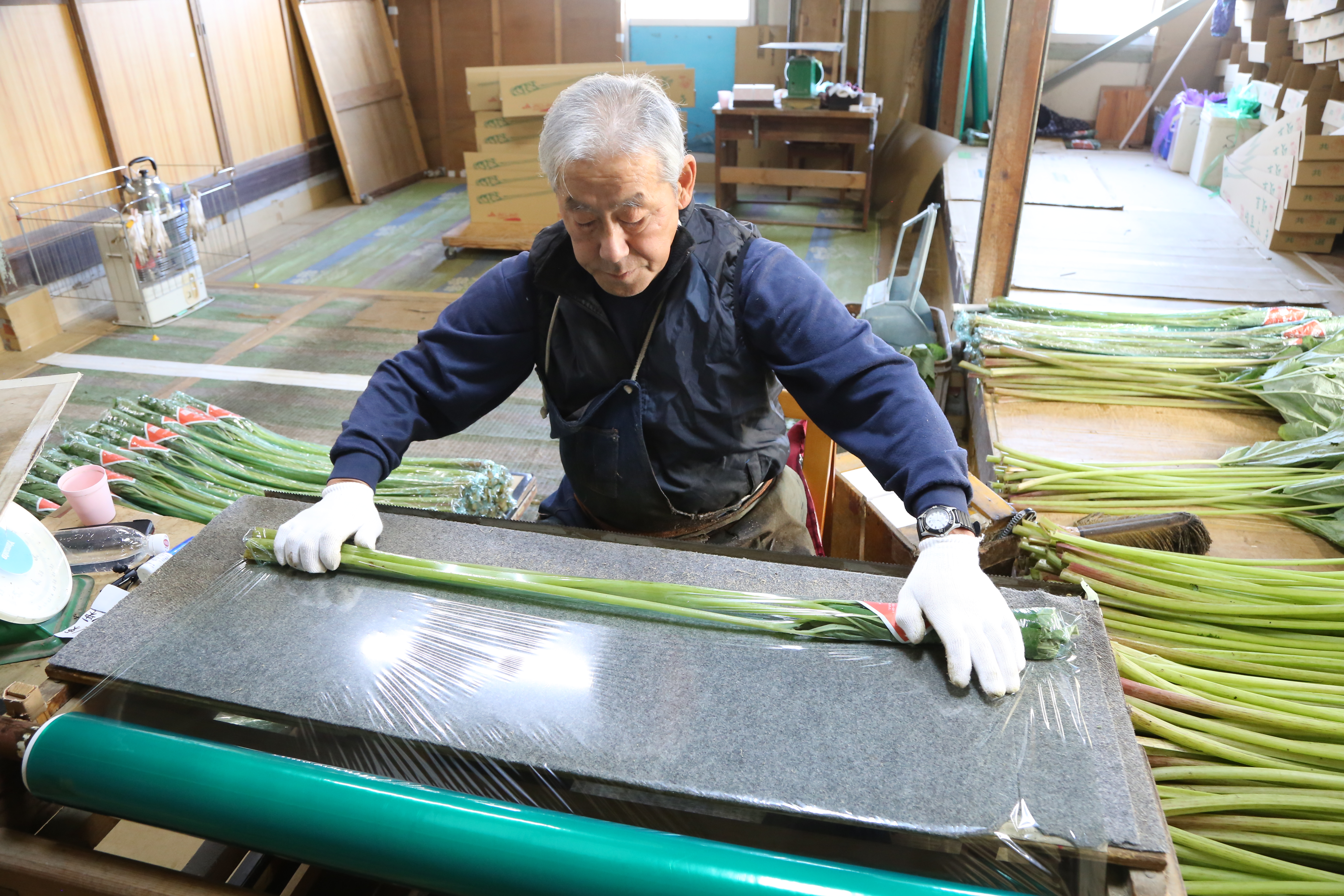 県内唯一のフキ産地、養老町で出荷本格化/ 環境に合わせた栽培を