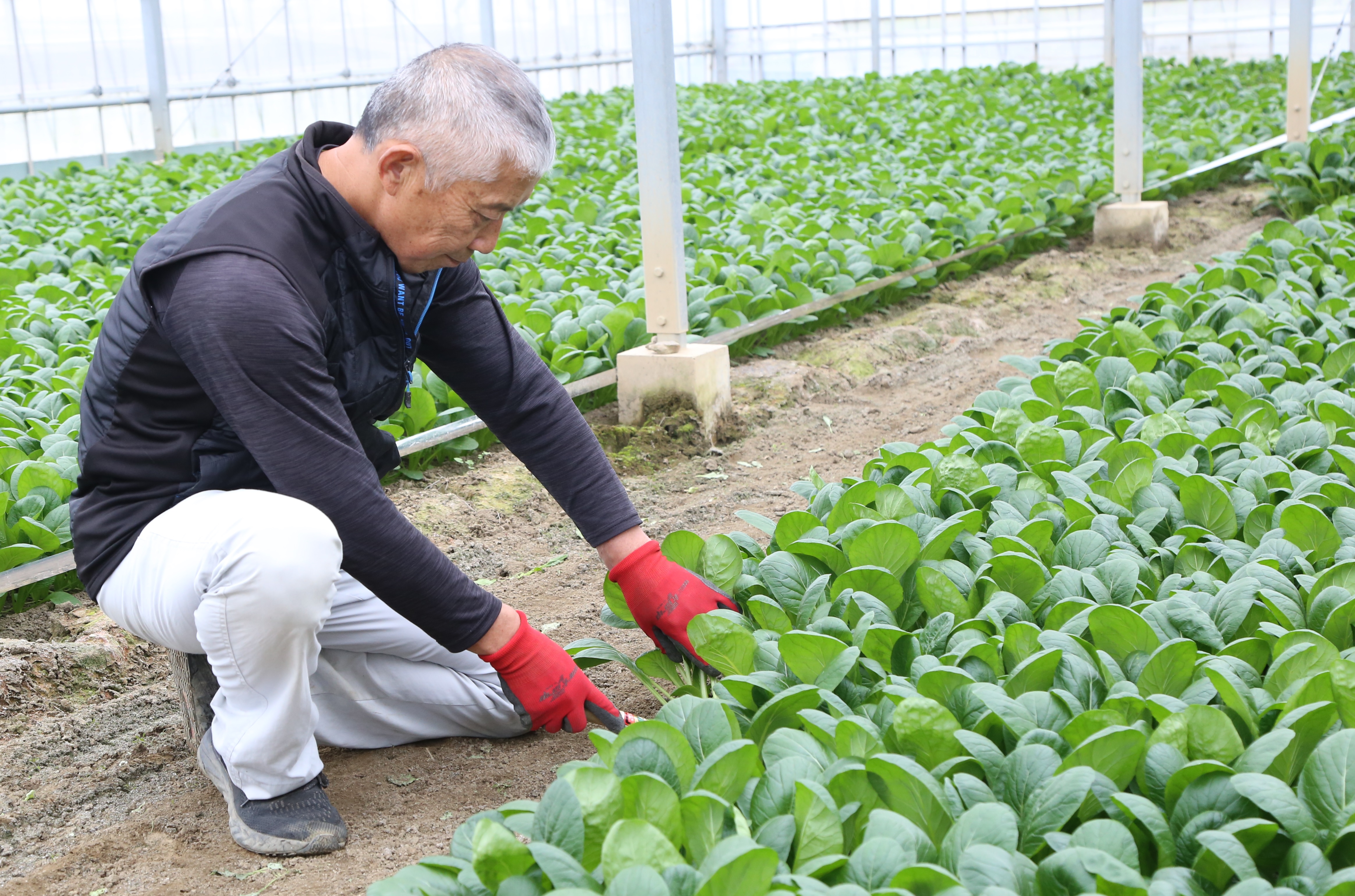 正月のお雑煮に 正月菜限定出荷