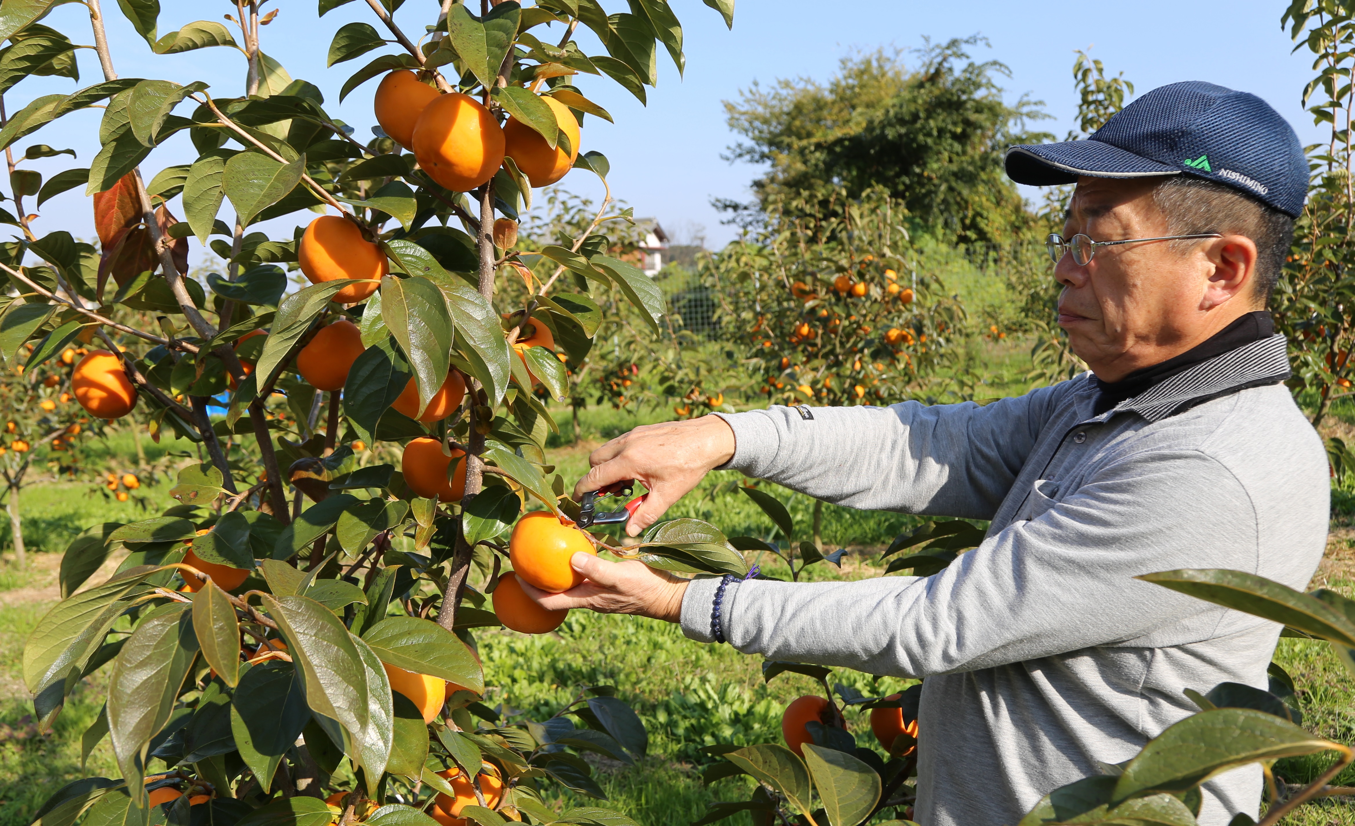 秋の味覚　柿の出荷が本格化