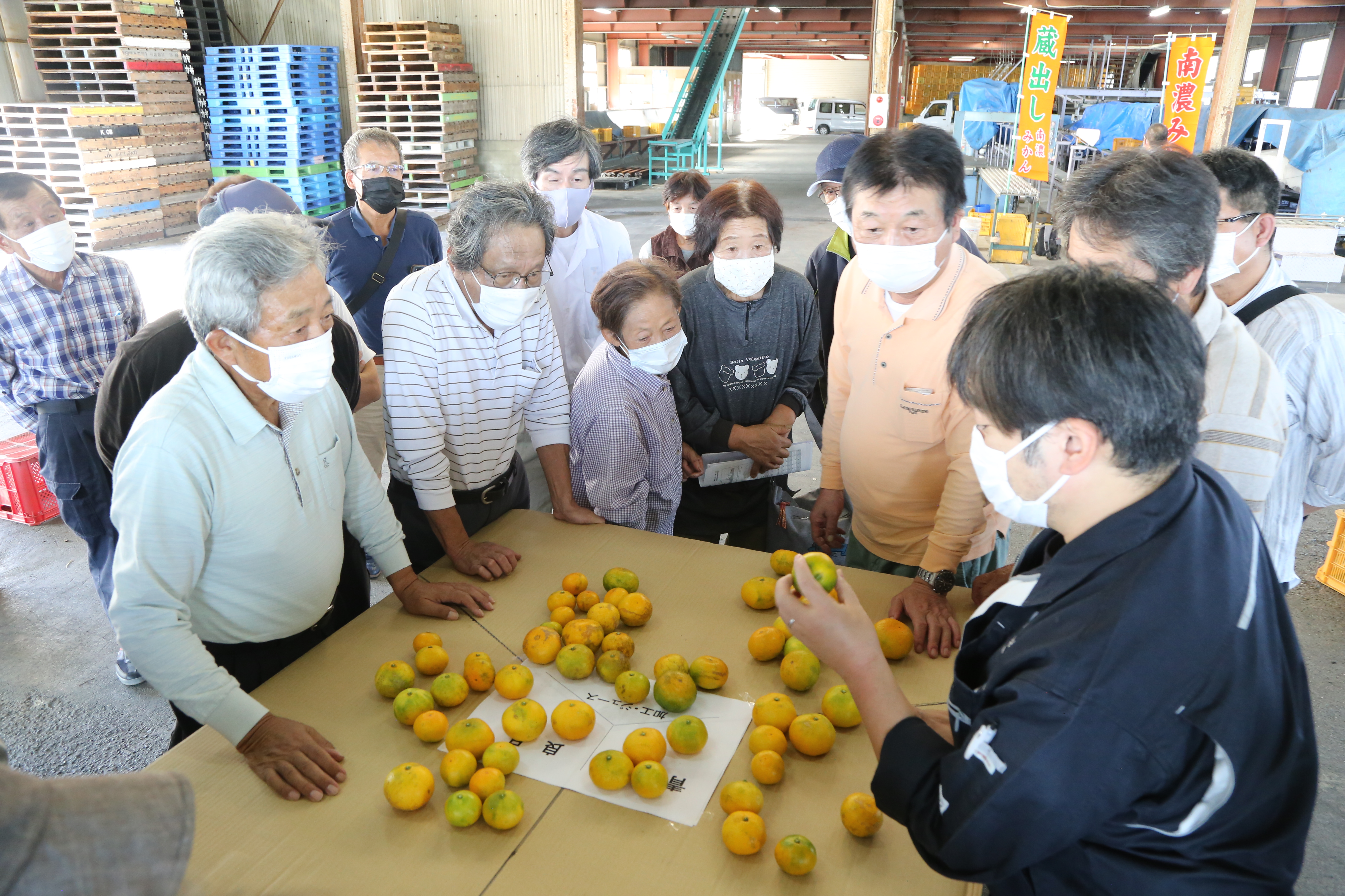 秋の味覚　南濃みかん出荷始まる