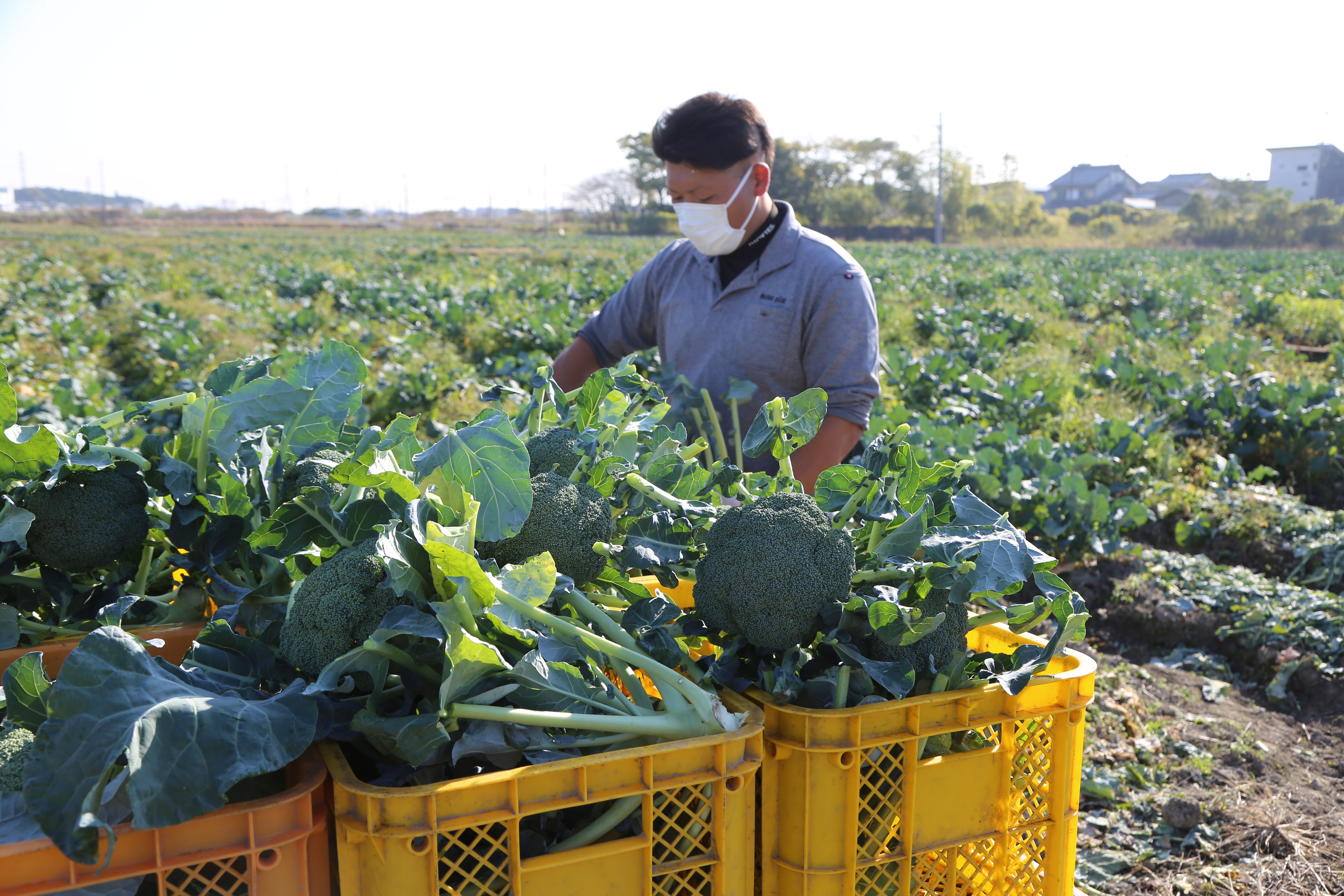 出来ばえ良好　ブロッコリー出荷本格化