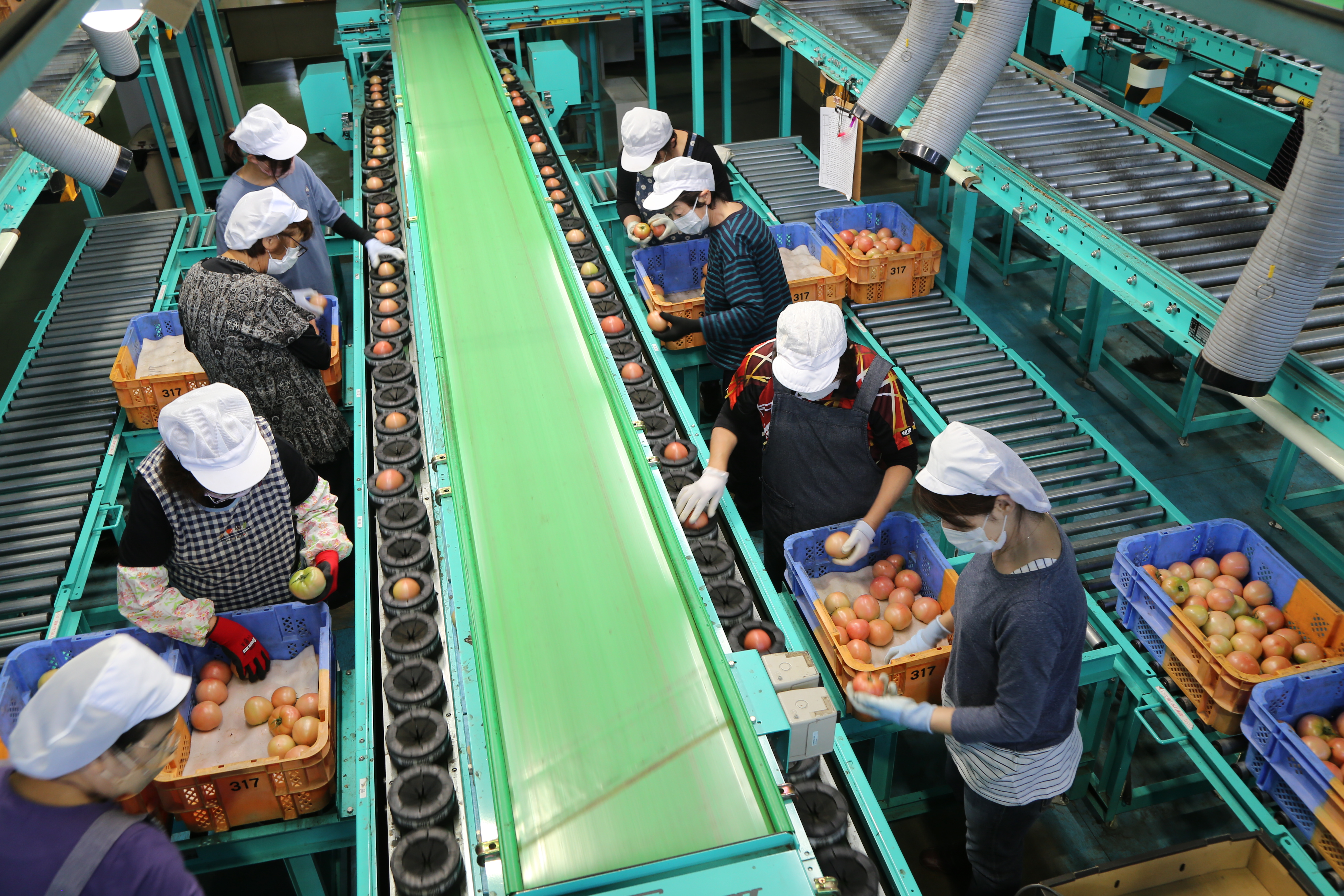 冬春トマト「美濃のかいづっ子」出荷本格化